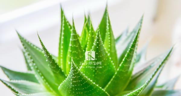 探寻孔雀芦荟的花语之美（神秘、繁荣和自由）