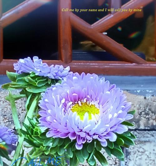 蓝色翠菊的花语（寓意深远的蓝色翠菊）