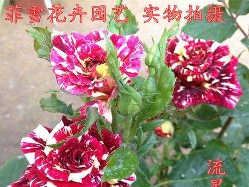 流星雨月季花花语（探秘流星雨月季花花语的深层含义）