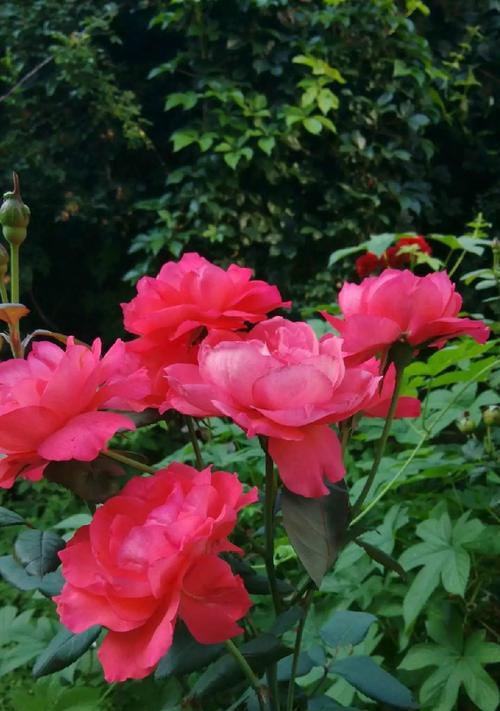 流星雨月季花花语（探秘流星雨月季花花语的深层含义）