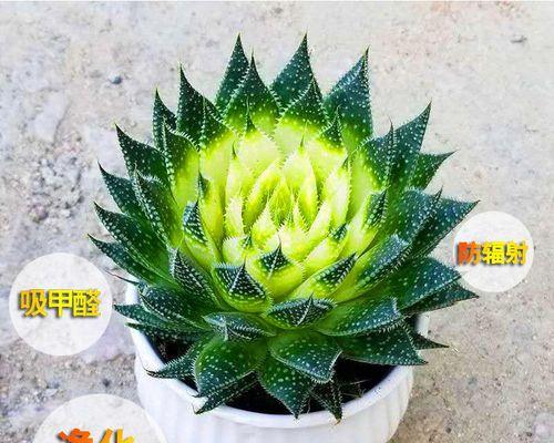芦荟多肉植物花语（用芦荟多肉植物揭示心灵的秘密）