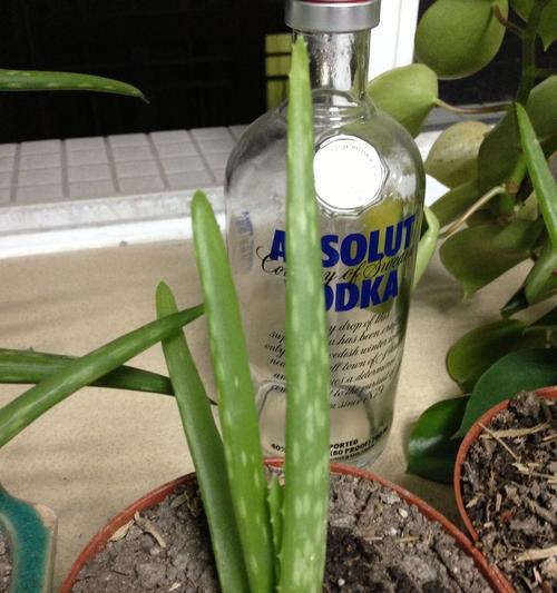 芦荟之美（追寻芦荟的奇妙与传说中的智慧）