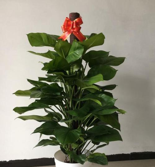 绿萝柱——自然之美在室内蔓延（绿萝柱的寓意和魅力）