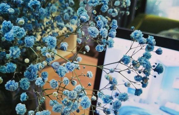满天星勿忘我（怀念与希冀交织的勿忘我花语）