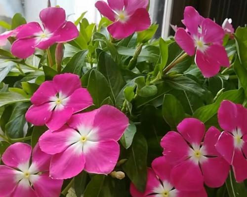 蔓长春花的花语——绽放人生之美（探秘蔓长春花的花语）