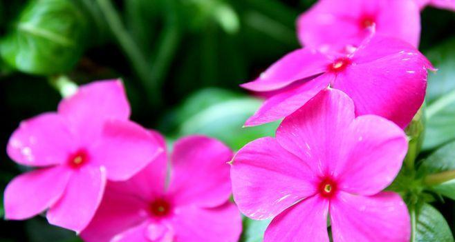 蔓长春花的花语——绽放人生之美（探秘蔓长春花的花语）