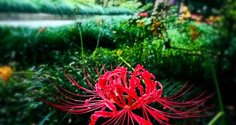 玫瑰石蒜之花语——爱与祝福的象征（玫瑰石蒜的花语及其在生活中的意义）