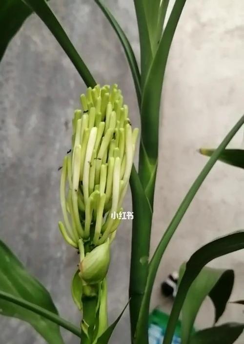 富贵竹开花时间及养护技巧详解（如何识别富贵竹的品种和开花期）