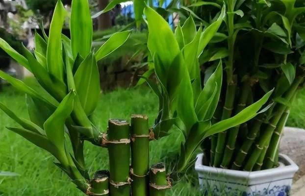 探究富贵竹的生长速度及特点（一年能长多少）