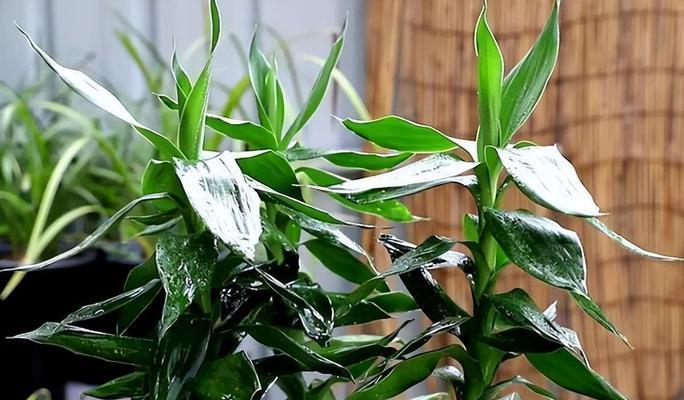 如何科学施肥养护富贵竹（浅谈富贵竹肥料的选择与使用）