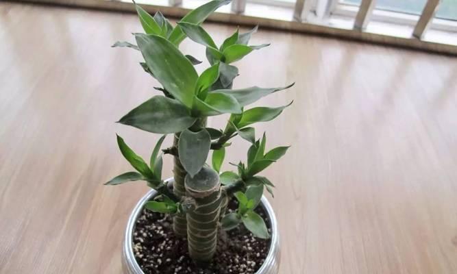 富贵竹叶子卷边的原因及解决方法（如何让富贵竹健康成长）