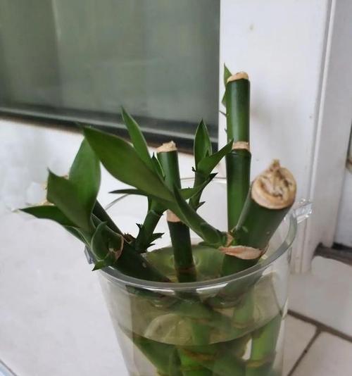富贵竹叶子烂了怎么办？