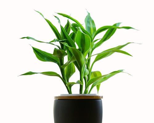 探索丰富多彩的富贵竹品种（从颜色到形态）