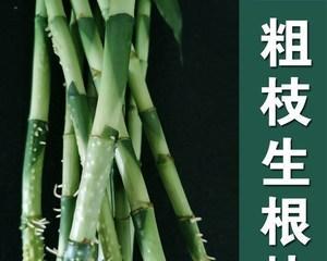 富贵竹的生长与繁殖（探究其生长方式和繁殖方式）