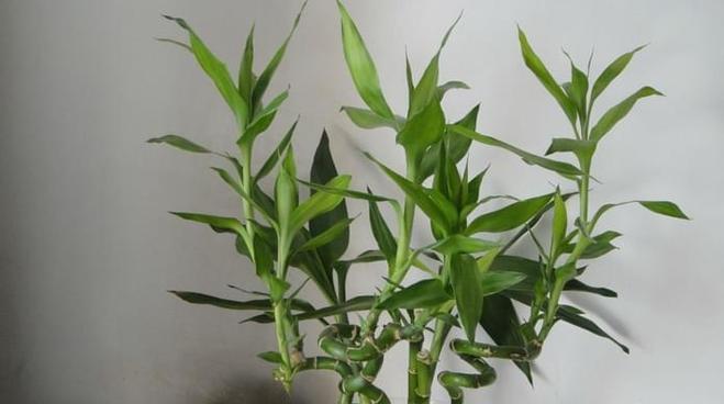 富贵竹繁殖全指南（时间、方法、图解）