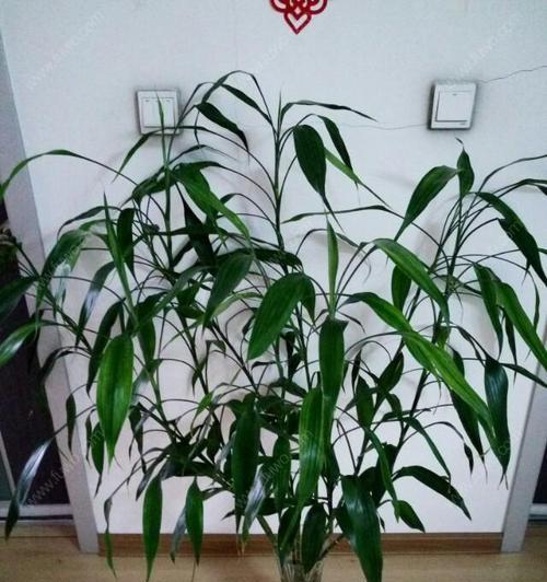 如何让富贵竹度过严寒的冬天（富贵竹的冬季保养指南）