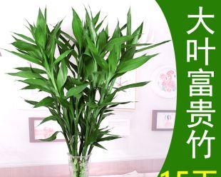 富贵竹的养殖方法及注意事项（一步一步教你轻松养出富贵竹）
