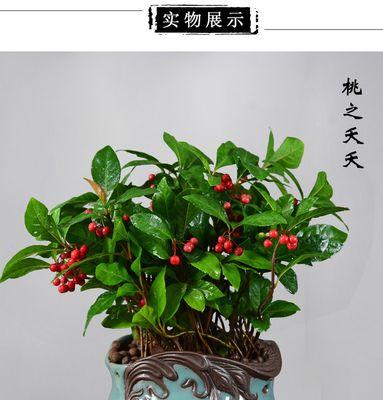 富贵子花期长短，一探究竟（探寻富贵子花期的奥秘）