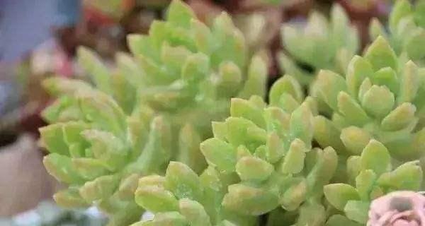 富贵子能否淋雨（探究富贵子的物理特性与神话传说）