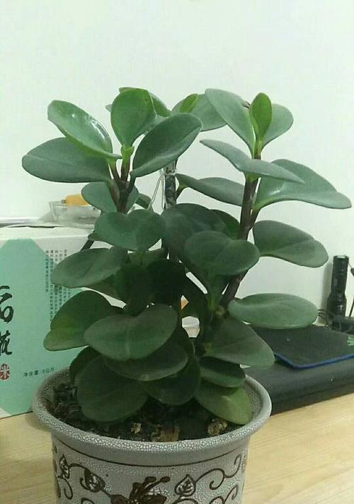 富贵子的养护之道（阳光照耀下的美丽与生机）