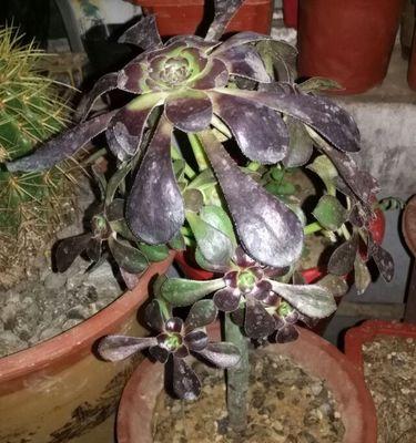怎样救治富贵子叶子蔫了的植物？