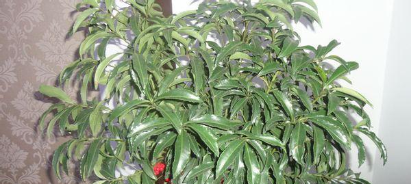 怎样救治富贵子叶子蔫了的植物？