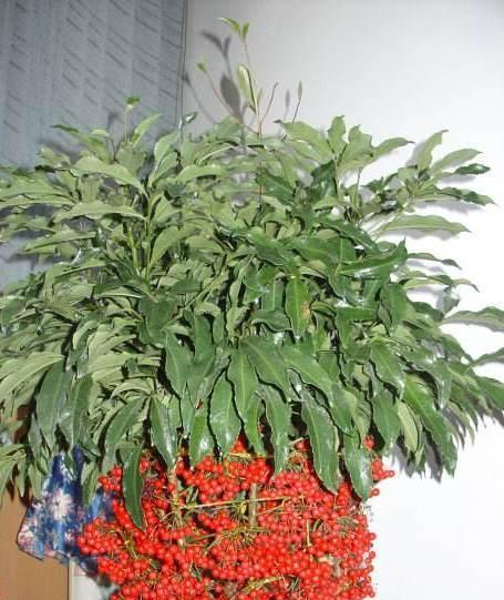 富贵子的花开之谜（探秘富贵子一年开花次数的秘密）
