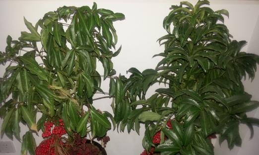 掌握富贵子的浇水技巧，让你养出枝繁叶茂的绿植（了解富贵子的生长特点）