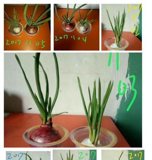 掌握富贵子的浇水技巧，让你养出枝繁叶茂的绿植（了解富贵子的生长特点）