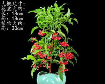 富贵子修剪技巧（让你的富贵子更加美丽健康）
