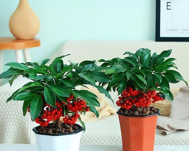 如何种植富贵籽——从选种到收成的全程指南（种植富贵籽的注意事项和技巧）