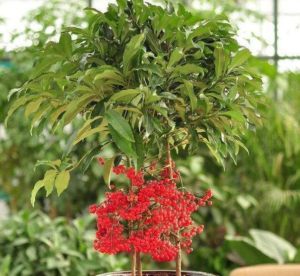 富贵籽的种植方法与注意事项（轻松培育多肉植物完美展现花草之美）