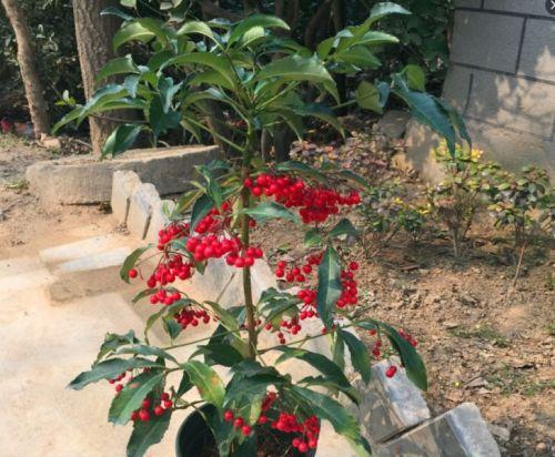 富贵籽的种植方法与注意事项（轻松培育多肉植物完美展现花草之美）