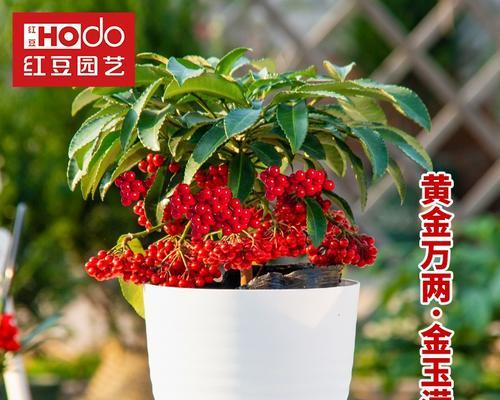 如何正确移栽富贵籽（富贵籽移栽的时间）