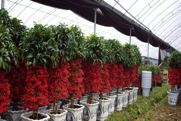 富贵籽的喜阳或喜阴特性剖析（探究富贵籽对光照的需求和适应性）