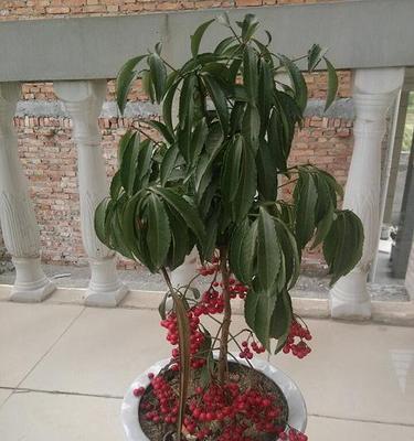 快速发芽的秘诀——如何种植富贵籽（掌握方法）