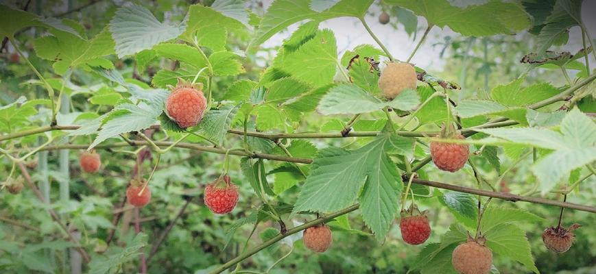 覆盆子成熟季节与采摘技巧（了解覆盆子成熟时间）