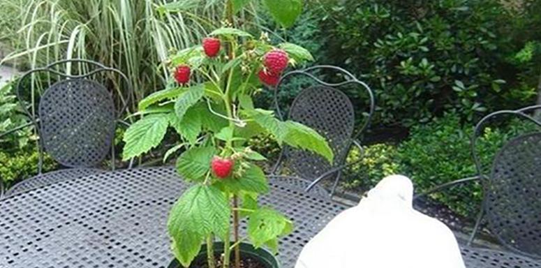 探秘神奇的覆盆子（从植物属性到营养功效）