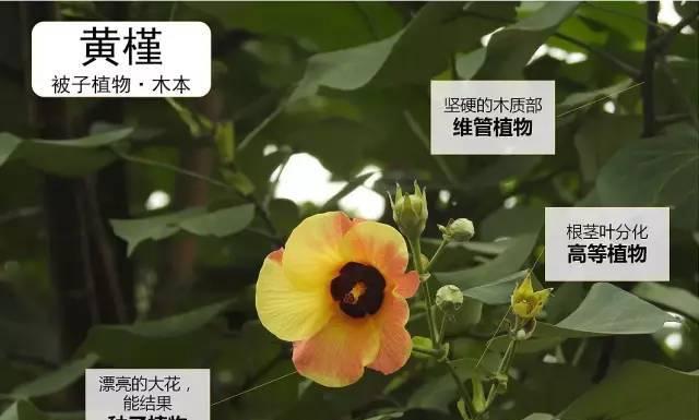 探究覆盆子生长的光照需求（喜阴还是喜阳）