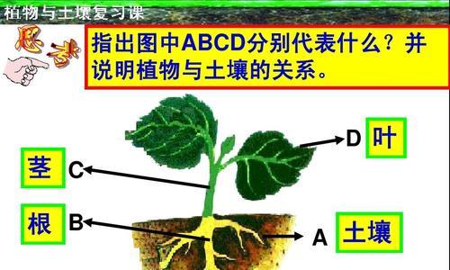 如何成功种植覆盆子（覆盆子种植条件）