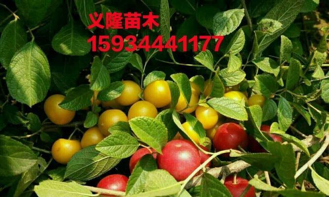 钙果苗种植指南——选择最佳地点和条件（打造健康有机果园）