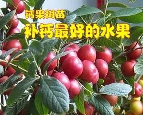 钙果树种植指南（几年结果）