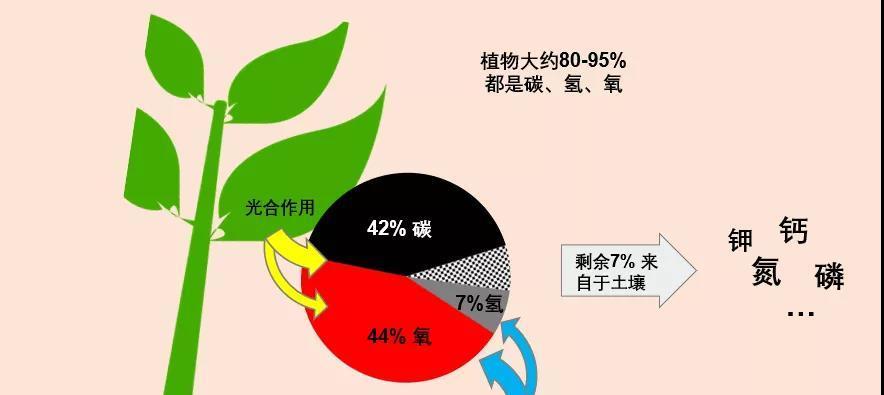 钙果种子的种植方法（打造自家的钙果园）