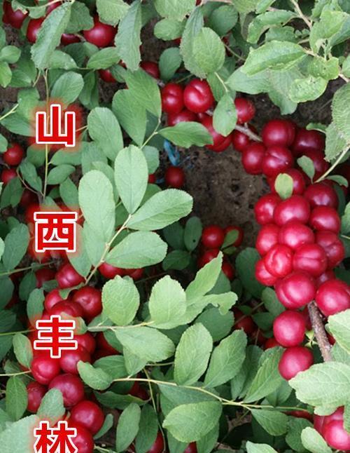 钙果种子的种植方法（打造自家的钙果园）