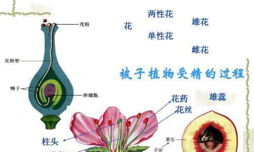 揭秘甘草生长周期（从萌芽到收成）