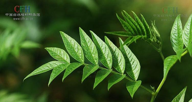 甘草的生长特点与应用（了解甘草的形态结构和生态习性）