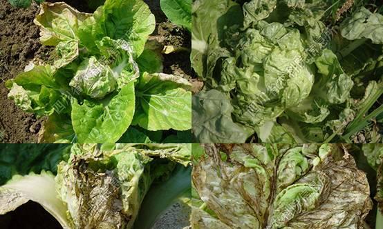甘蓝病虫害防治技术与方法措施（以生态农业为导向的甘蓝种植防治新思路）