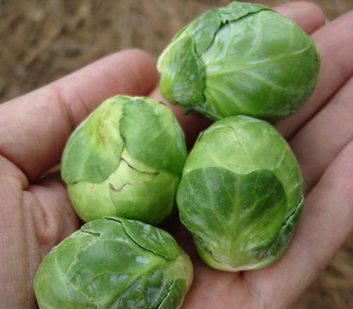 甘蓝菜和包菜的区别与联系（从形态）