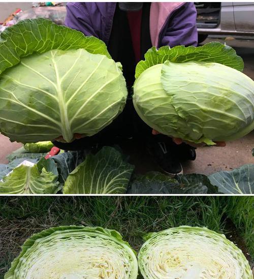 甘蓝菜和包菜的区别与联系（从形态）