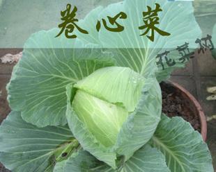 甘蓝菜究竟是不是大头菜（探究甘蓝菜与大头菜的关系）